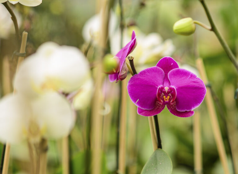 7ª Exposição Nacional de Orquídeas de Venda Nova do Imigrante